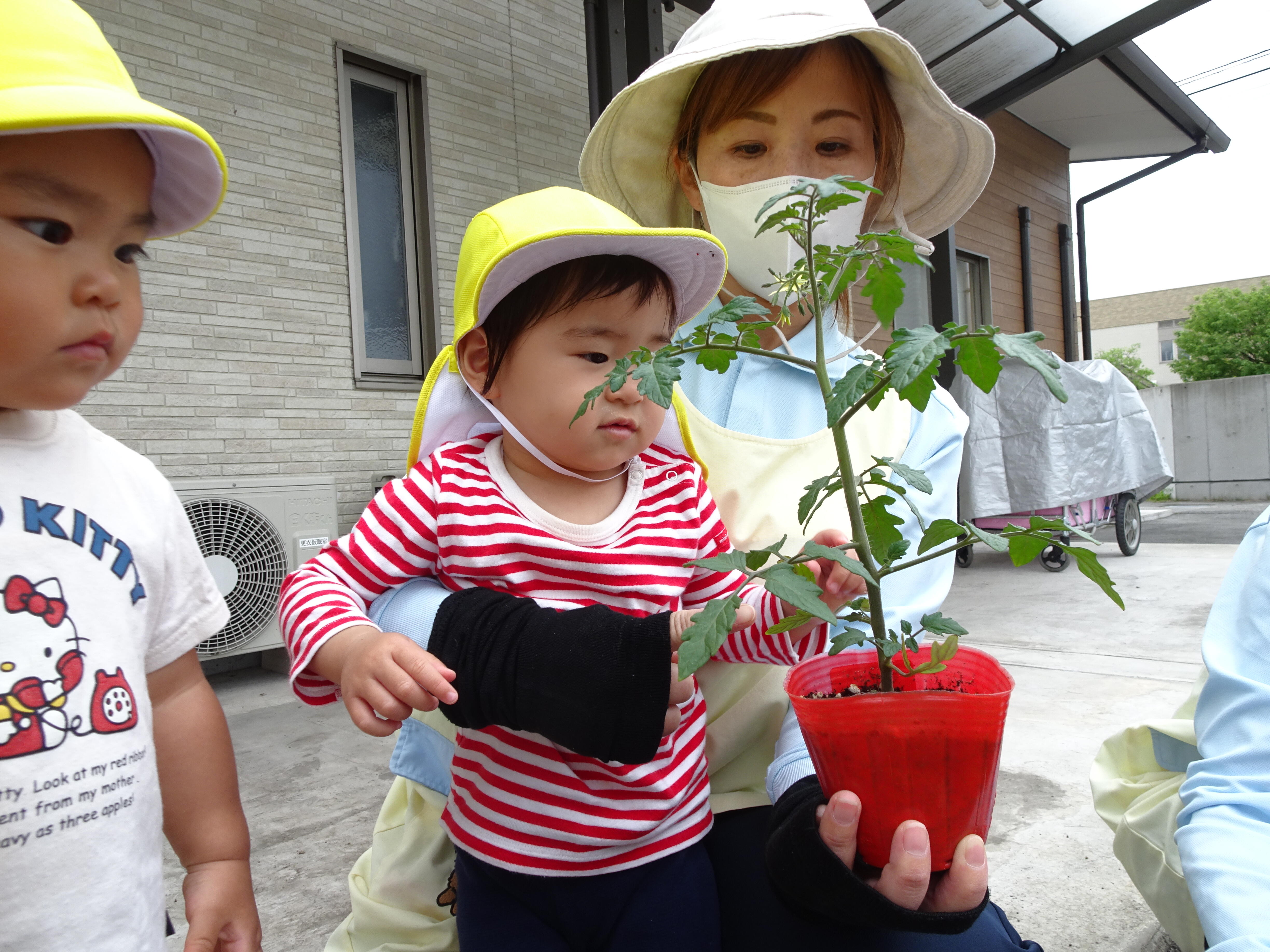 野菜の苗植え☆｜日本製鉄株式会社 瀬戸内製鉄所 広畑あおぞら保育園